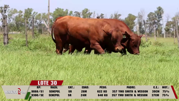 Lote LOTE 30