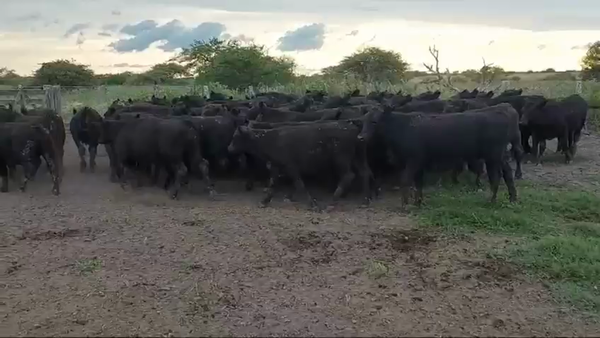 Lote 75 Terneros