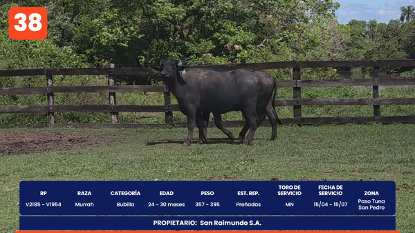 Lote LOTE 38