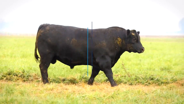 Lote TOROS PP DESTACADOS