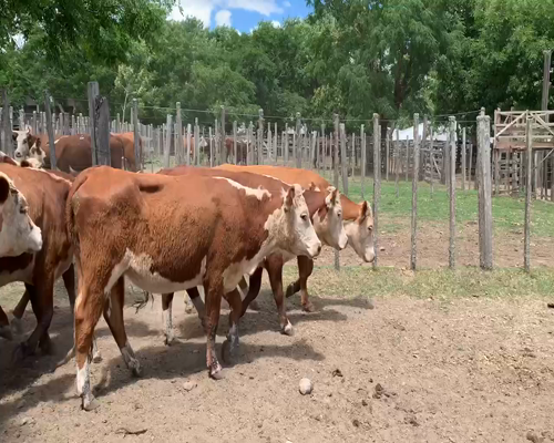 Lote 9 Vacas de Invernada en Melo, Cerro Largo