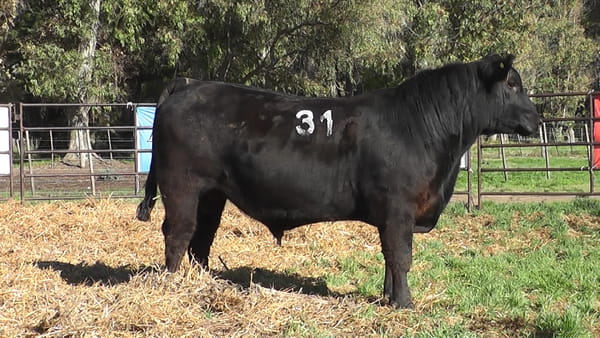 Lote ANGUS PURO CONTROLADO