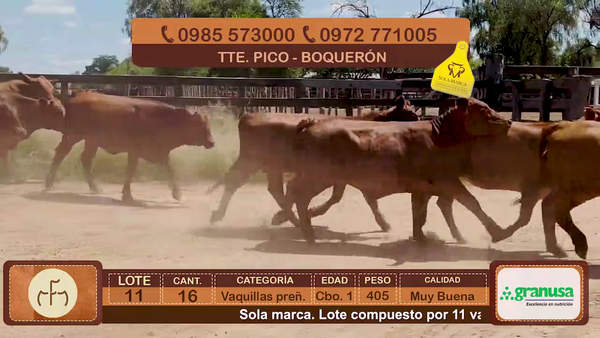 Lote Lote 11