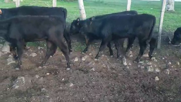 Lote 15 Terneras Angus
