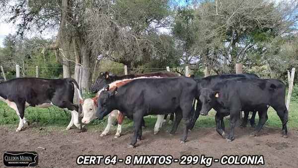 Lote 8 Terneros y Terneras en Artilleros, Colonia