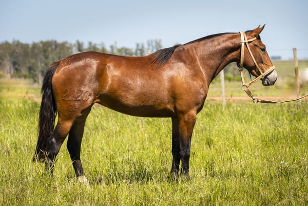 Lote DEL SILENCIO TIERRA NEGRA