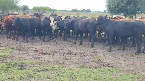 Lote 55 Novillitos en Villaguay, Entre Ríos