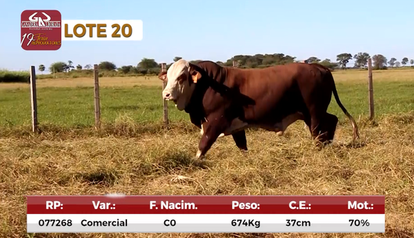 Lote Reproductores de Alborada - Lote 20