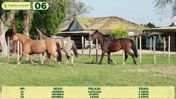 Lote LOTE 6