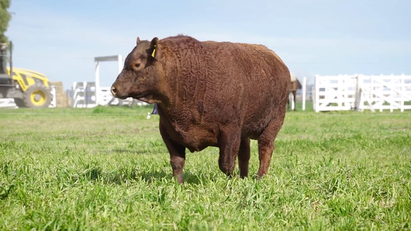 Lote Toros PP Colorado