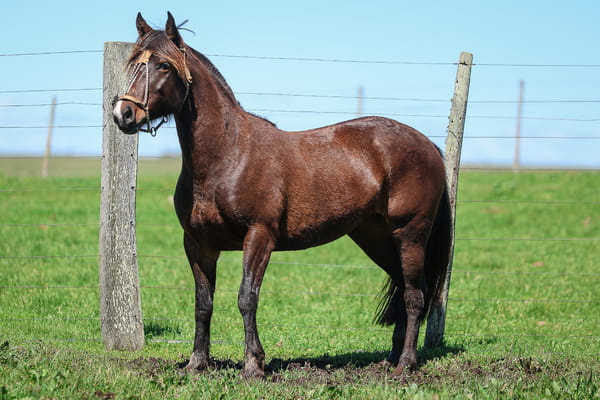 Lote SANTA INES PICARDIA