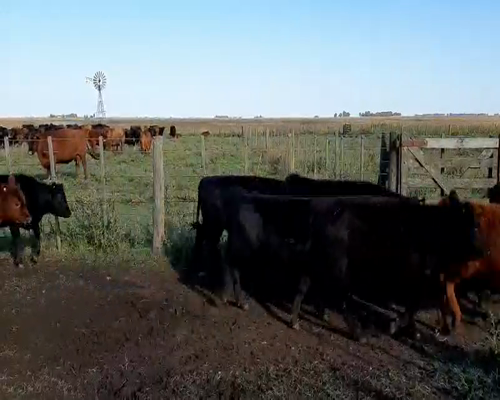 Lote 65 Terneros/as en Laprida, Buenos Aires