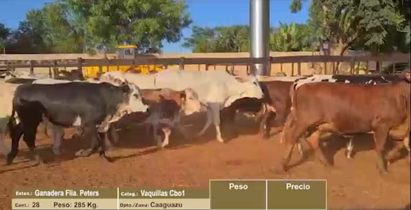 Lote LOTE 11 - 28 VAQUILLAS CBO 1