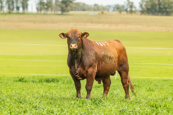 Lote Toros, Montevideo