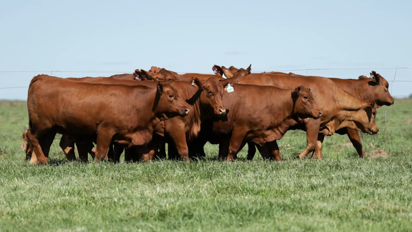Lote Vaquilla Para Servicio