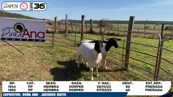 Lote LOTE 36