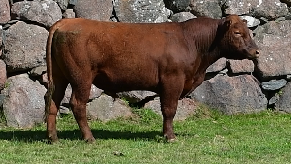 Lote 3 Toros, San José