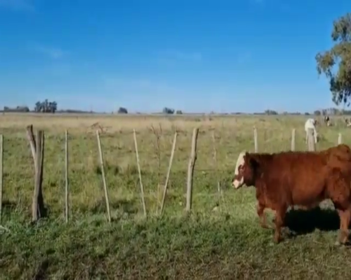 Lote 60 Terneros/as en Chascomús, Buenos Aires