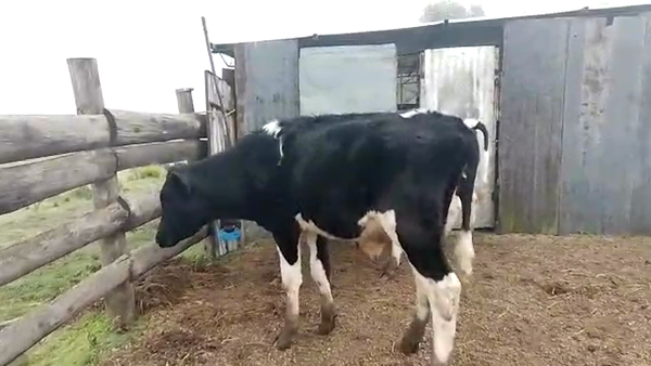 Lote 3 Novillos HOLANDO 210kg - , San José