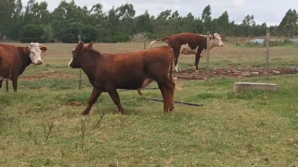 Lote Toros 400kg - , San José