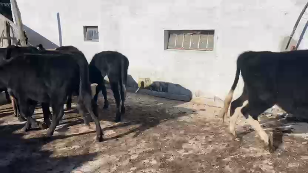 Lote 13 Novillos Angus y Cruza, Canelones