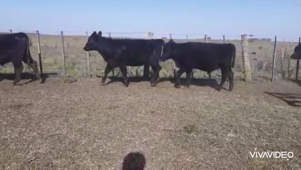 Lote 70 Terneros/as en Olavarría, Buenos Aires