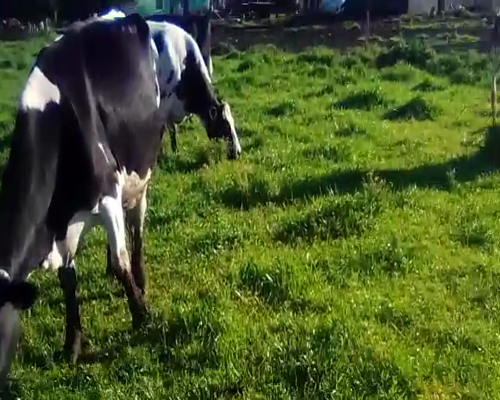 Lote 10 Vacas de Invernada HOLANDO 520kg - , San José