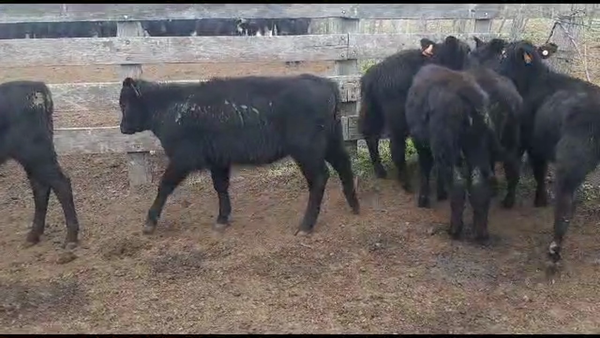 Lote 6 Terneras angus