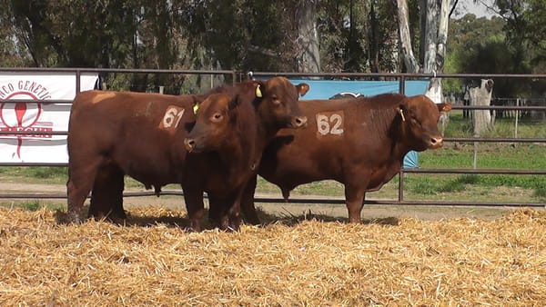 Lote TOROS ANGUS COLORADOS PC