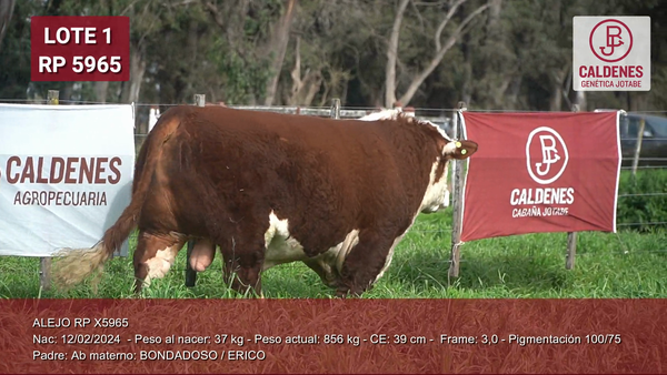 Lote Toros PP Bozal