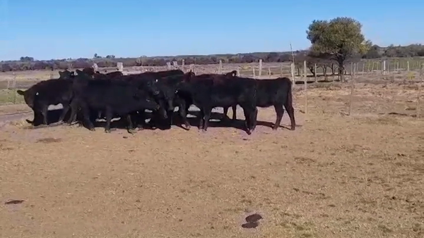 Lote (Vendido)14 Terneras ANGUS 255kg -  en NUEVA PALMIRA