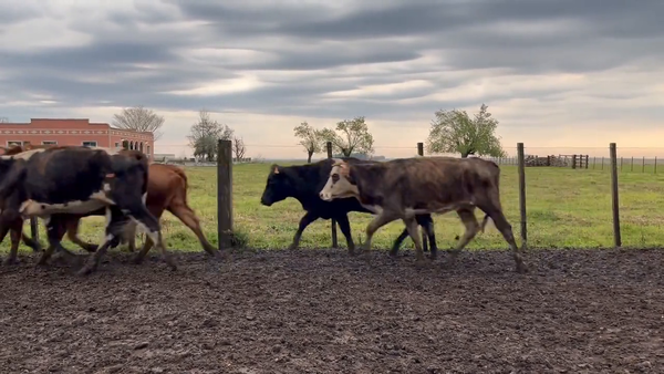 Lote Vacas de Invernada
