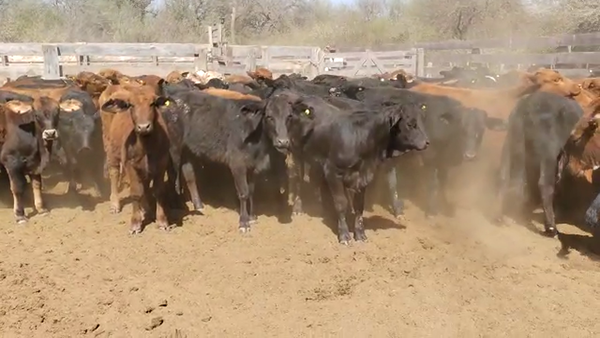 Lote 115 Terneros/as en Monte Quemado, Santiago del Estero