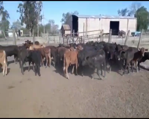 Lote 120 Terneros/as en Puero Tirol, Chaco