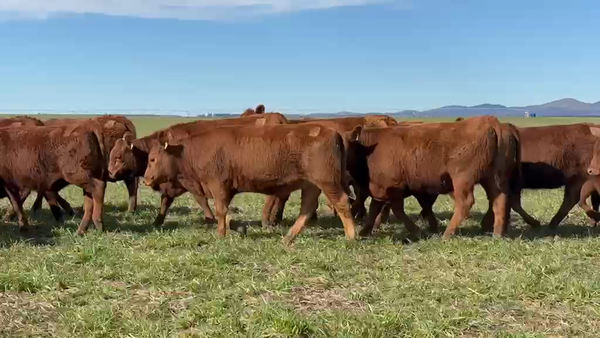 Lote 65 Vaquillonas en Buenos Aires, Coronel Suarez