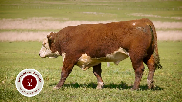 Lote TOROS SANTA MARIA DE ARAPEY