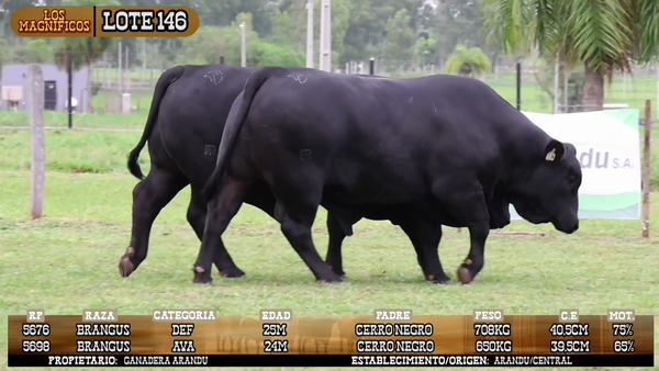 Lote LOTE 146