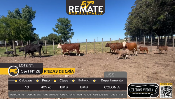 Lote 10 Piezas de cría en Otra Localidad, Colonia