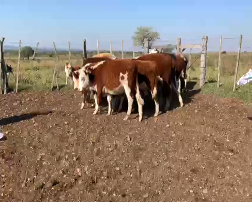 Lote TERNEROS