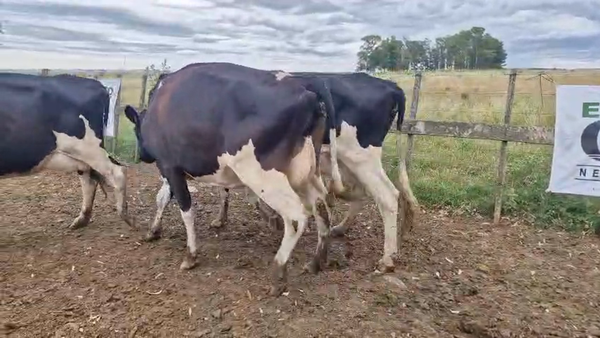 Lote 3 Vaca 480kg - , San José