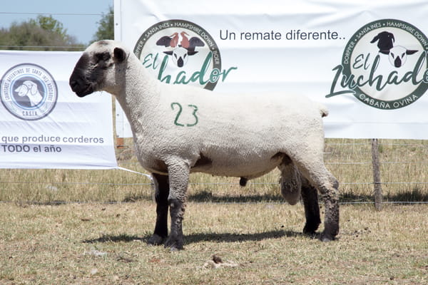 Lote OVINO HAMPSHIRE D. MACHO PPC