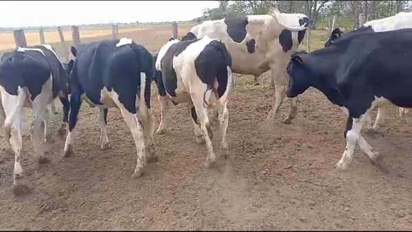 Lote 10 Novillitos Holando Argentino en La Paquita, Córdoba