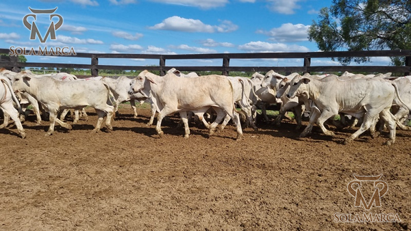 Lote Terneros Cbo 2