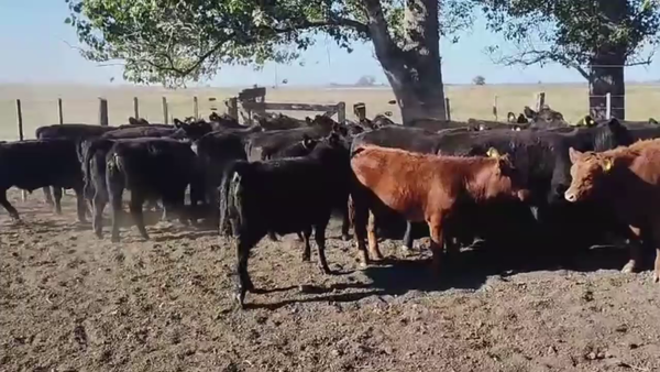 Lote 67 TERNS MACHOS, TANDIL, PCIA. DE BS. AS.