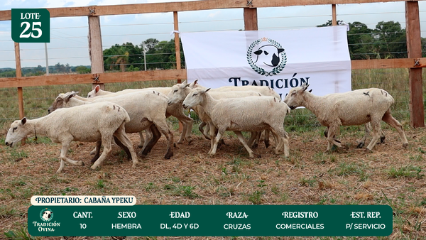 Lote LOTE 25 - POR PANTALLA