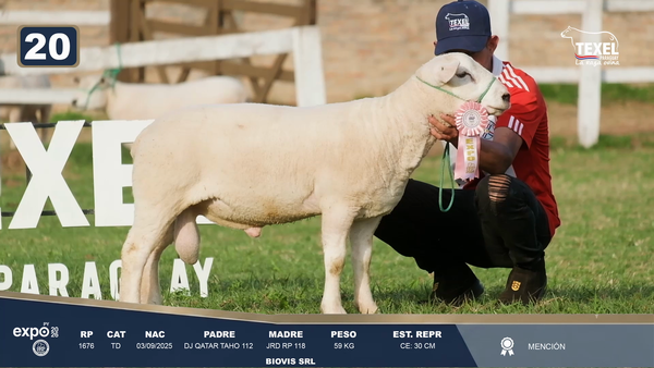 Lote LOTE 20