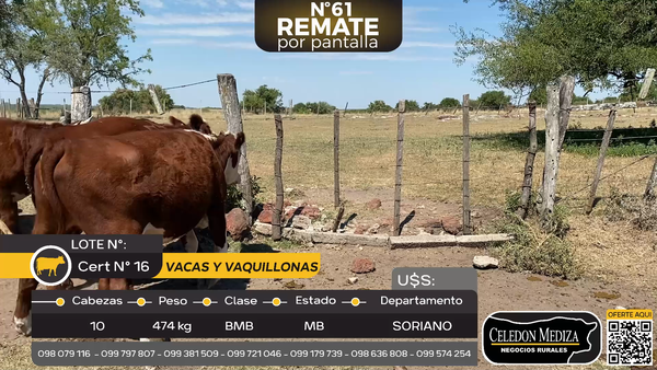 Lote 10 Vacas y vaquillonas en Palo Solo , Colonia