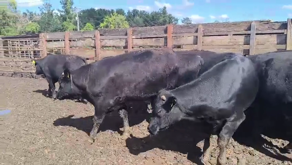 Lote 20 Novillo Gordo en Los Ángeles, VIII Región Biobío