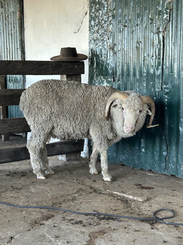 Lote Borrego 4/6D (MO: Si)