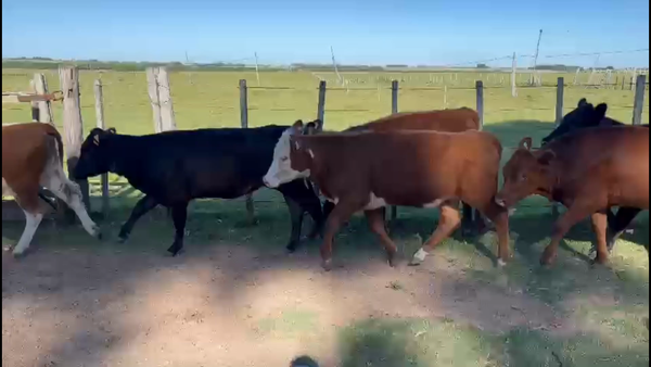 Lote 74 Terneras en Santa Bernardina, Durazno